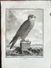 Georges Louis Leclerc, Comte de Buffon (1707–1788) – The Saker Falcon – Engraving (1758)