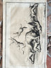 Johann Christoph Haffner (1734–1801) – A Bull Attacked by Dogs – Engraving (c. 1760)