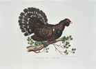 Leopold Fitzinger (1802–1884) – The Greater Capercaillie (Tetraos urogallus) – Hand-coloured Lithograph (1860)
