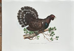 Leopold Fitzinger (1802–1884) – The Greater Capercaillie (Tetraos urogallus) – Hand-coloured Lithograph (1860)