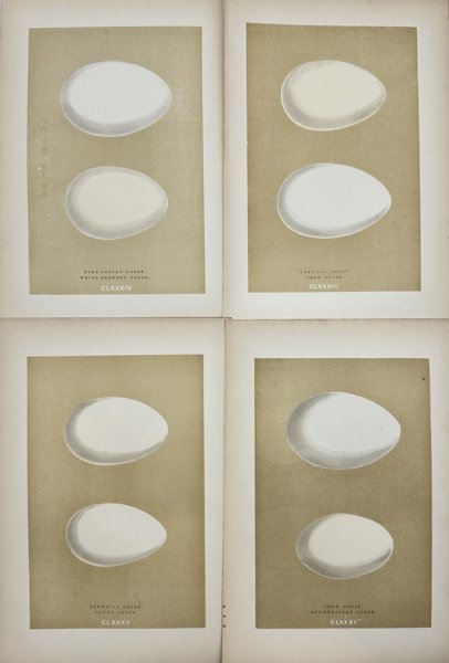 Francis Orpen Morris - Set of 4 Pints - Bird Egg - White-fronted Goose, Bean Goose, Branta - 1896