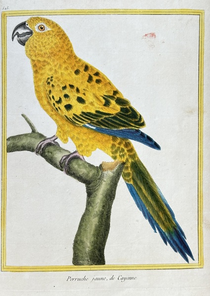 Francois-Nicolas Martinet (1731–1800) – Yellow Parakeet of Cayenne – Engraving, Hand-coloured (c. 1779)