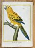 Francois-Nicolas Martinet (1731–1800) – Yellow Parakeet of Cayenne – Engraving, Hand-coloured (c. 1779)