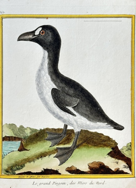 Francois-Nicolas Martinet (1731–1800) – The Great Auk of the Northern Seas – Engraving, Hand-coloured (c. 1776)