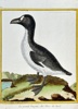 Francois-Nicolas Martinet (1731–1800) – The Great Auk of the Northern Seas – Engraving, Hand-coloured (c. 1776)