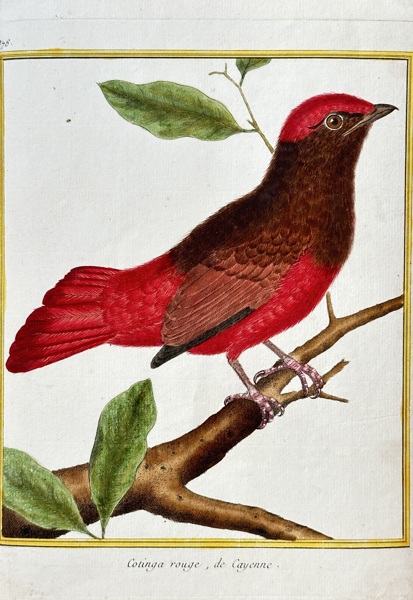 Francois-Nicolas Martinet (1731–1800) – Red Cotinga of Cayenne – Engraving, Hand-coloured (c. 1776)