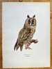 The von Wright Brothers (Magnus 1805–1868; Wilhelm 1810–1887; Axel 1818–1900) – The Long-eared Owl – Lithograph (c. 1855)