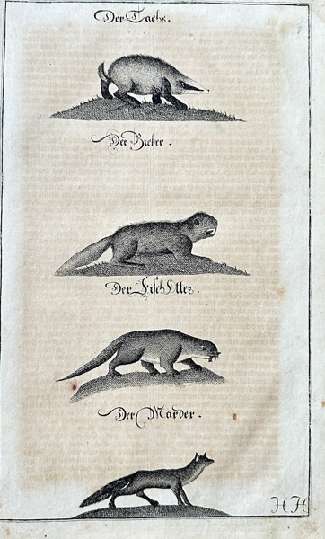 Hans Friedrich von Fleming (1679–1731) – Studies of Hunting and Wild Animals: Badger, Beaver, Otter, and Marten – Engraving (1719-1724)