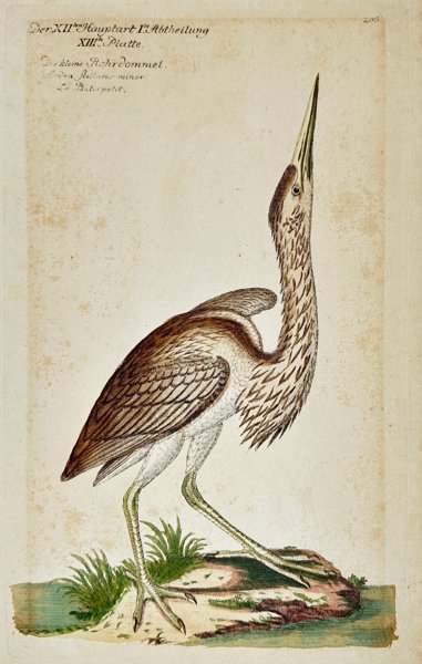 Johann Leonhard Frisch (1666–1743) - The Little Bittern - Ardea stellaris minor - 1733