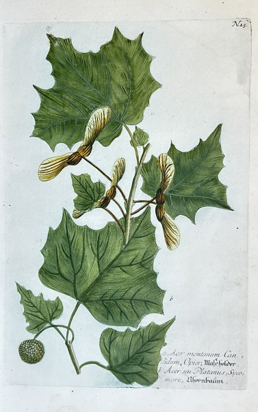 Johann Wilhelm Weinmann (1683–1741) – Botanical Illustration of a Maple Tree – Engraving, Hand-coloured (c. 1740)