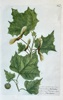 Johann Wilhelm Weinmann (1683–1741) – Botanical Illustration of a Maple Tree – Engraving, Hand-coloured (c. 1740)