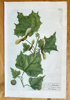 Johann Wilhelm Weinmann (1683–1741) – Botanical Illustration of a Maple Tree – Engraving, Hand-coloured (c. 1740)