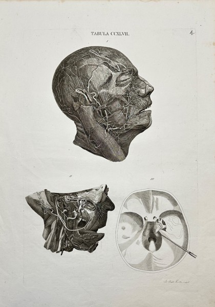 Antonio Caldani - Anatomy Antique Print - Arteries of the Human Face - F4