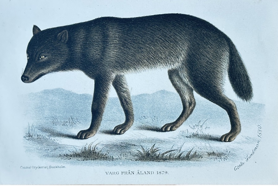 Gosla Lundman (1832–1922) – Wolf from Åland – Lithograph, Hand-coloured (1880)