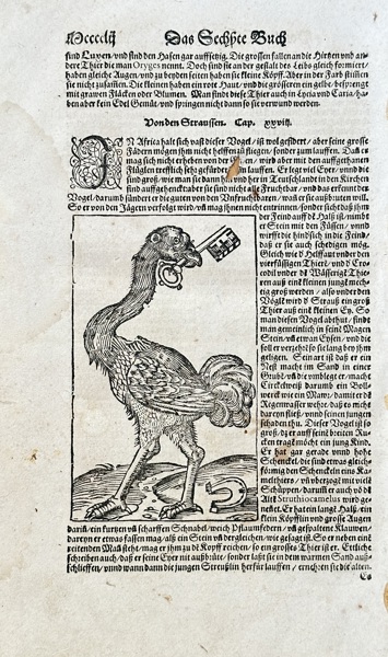 Sebastian Münster (1488–1552) – Ostrich and Dragon – Woodcut Engraving (1564)