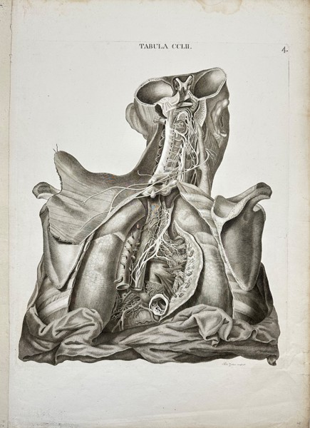 Antonio Caldani - Anatomy Antique Print - Human Anatomy