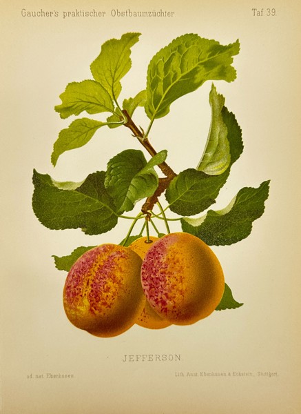 Johann Georg Keller - Antique Fruit Print - Apricot - Jefferson