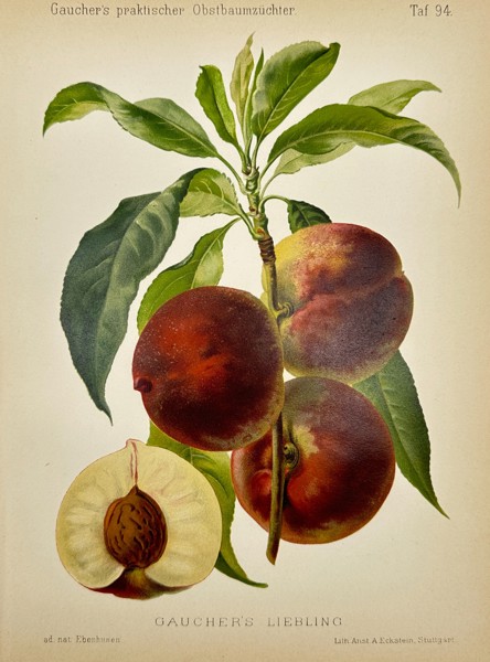 Johann Georg Keller - Antique Fruit Print - Plums - Gaucher's Liebling