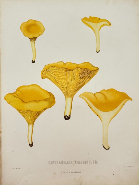 Elias Fries - Antique Mushroom Print - Cantharellus Cibarius - Chanterelle