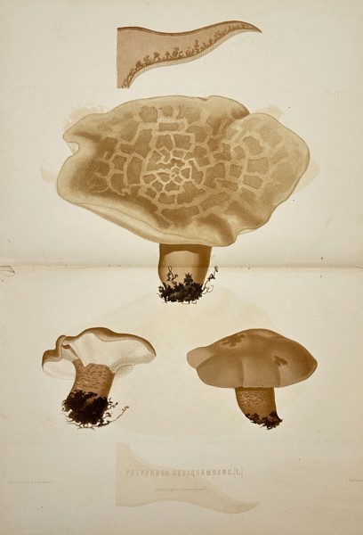 Elias Fries - Antique Mushroom Print - Pheasant's Back Mushroom