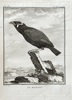 Georges Louis Leclerc, Comte de Buffon (1707–1788) – The Hill Myna – Engraving (1779)
