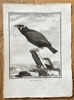 Georges Louis Leclerc, Comte de Buffon (1707–1788) – The Hill Myna – Engraving (1779)