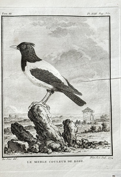 Georges Louis Leclerc, Comte de Buffon (1707–1788) and De Sève (active 1750–1780) and Blanchon (active 1770–1780) – The Rosy-coloured Starling – Engraving (1774)