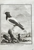 Georges Louis Leclerc, Comte de Buffon (1707–1788) and De Sève (active 1750–1780) and Blanchon (active 1770–1780) – The Rosy-coloured Starling – Engraving (1774)