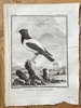 Georges Louis Leclerc, Comte de Buffon (1707–1788) and De Sève (active 1750–1780) and Blanchon (active 1770–1780) – The Rosy-coloured Starling – Engraving (1774)