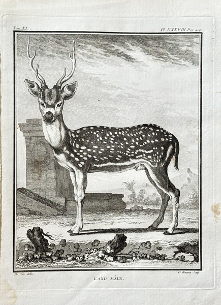 Georges Louis Leclerc, Comte de Buffon (1707–1788) and De Sève (active 1750–1780) and C. Baquoy (active 1750–1800) – The Male Axis Deer – Engraving (1764)