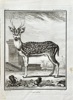 Georges Louis Leclerc, Comte de Buffon (1707–1788) and De Sève (active 1750–1780) and C. Baquoy (active 1750–1800) – The Male Axis Deer – Engraving (1764)