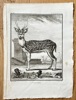 Georges Louis Leclerc, Comte de Buffon (1707–1788) and De Sève (active 1750–1780) and C. Baquoy (active 1750–1800) – The Male Axis Deer – Engraving (1764)
