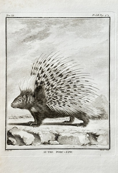 Georges Louis Leclerc, Comte de Buffon (1707–1788) and De Sève (active 1750–1780) and A. M. Gremier (active 1760–1770) – Another Porcupine – Engraving (1764)