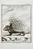 Georges Louis Leclerc, Comte de Buffon (1707–1788) and De Sève (active 1750–1780) and A. M. Gremier (active 1760–1770) – Another Porcupine – Engraving (1764)