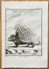 Georges Louis Leclerc, Comte de Buffon (1707–1788) and De Sève (active 1750–1780) and A. M. Gremier (active 1760–1770) – Another Porcupine – Engraving (1764)