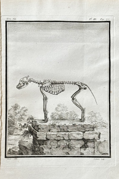 Georges Louis Leclerc, Comte de Buffon (1707–1788) and De Sève (active 1750–1780) and Martinet (active 1750–1800) – Skeleton of the Dog – Engraving (1758)