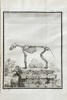Georges Louis Leclerc, Comte de Buffon (1707–1788) and De Sève (active 1750–1780) and Martinet (active 1750–1800) – Skeleton of the Dog – Engraving (1758)