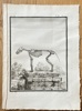 Georges Louis Leclerc, Comte de Buffon (1707–1788) and De Sève (active 1750–1780) and Martinet (active 1750–1800) – Skeleton of the Dog – Engraving (1758)