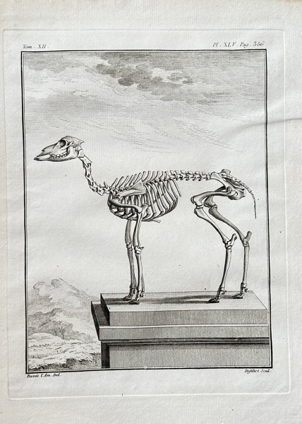 Georges Louis Leclerc, Comte de Buffon (1707–1788) and De Sève (active 1750–1780) and Rigobert (active 1750–1780) – Skeleton of the Antelope – Engraving (1764)