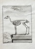 Georges Louis Leclerc, Comte de Buffon (1707–1788) and De Sève (active 1750–1780) and Rigobert (active 1750–1780) – Skeleton of the Antelope – Engraving (1764)