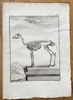 Georges Louis Leclerc, Comte de Buffon (1707–1788) and De Sève (active 1750–1780) and Rigobert (active 1750–1780) – Skeleton of the Antelope – Engraving (1764)