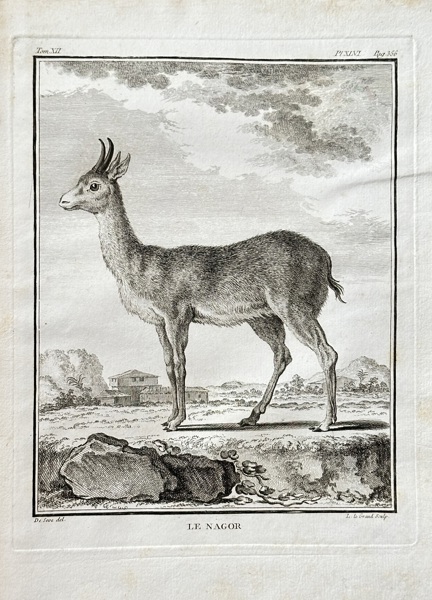 Georges Louis Leclerc, Comte de Buffon (1707–1788) and De Sève (active 1750–1780) and J. J. L. Prevost (active 1750–1800) – The Nagor – Engraving (1764)