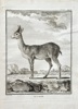 Georges Louis Leclerc, Comte de Buffon (1707–1788) and De Sève (active 1750–1780) and J. J. L. Prevost (active 1750–1800) – The Nagor – Engraving (1764)