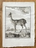 Georges Louis Leclerc, Comte de Buffon (1707–1788) and De Sève (active 1750–1780) and J. J. L. Prevost (active 1750–1800) – The Nagor – Engraving (1764)