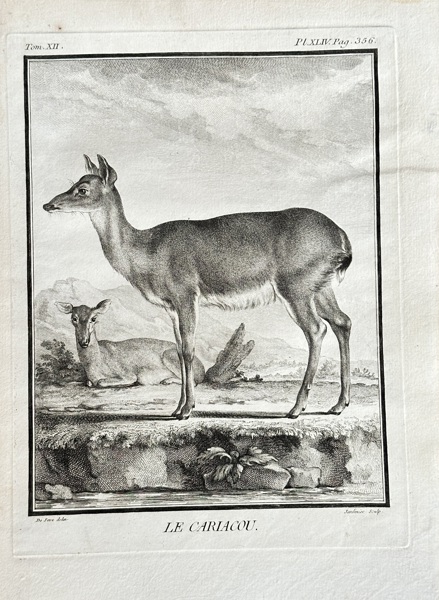 Georges Louis Leclerc, Comte de Buffon (1707–1788) and De Sève (active 1750–1780) and Masquelier (active 1760–1800) – The Carliacou – Engraving (1764)