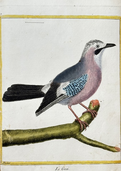 François Nicolas Martinet (c. 1731–1800) – The Jay – Hand-coloured engraving (c. 1770)
