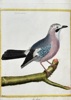 François Nicolas Martinet (c. 1731–1800) – The Jay – Hand-coloured engraving (c. 1770)