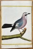 François Nicolas Martinet (c. 1731–1800) – The Jay – Hand-coloured engraving (c. 1770)