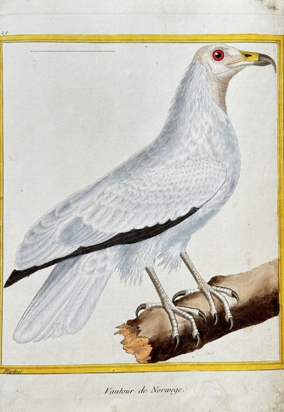 François Nicolas Martinet (c. 1731–1800) – Vulture of Norway – Hand-coloured engraving (c. 1776)