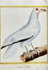 François Nicolas Martinet (c. 1731–1800) – Vulture of Norway – Hand-coloured engraving (c. 1776)